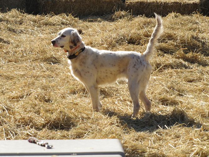 Mazie in the hay