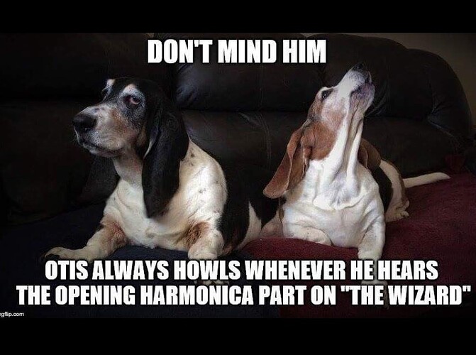 dog-memes-hound-funny